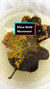 Attēlu rezultāti vaicājumam “Leocarpus sp.”