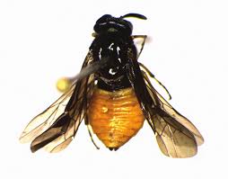 Attēlu rezultāti vaicājumam “Euura brevicornis”