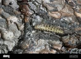 Attēlu rezultāti vaicājumam “Atolmis rubricollis”