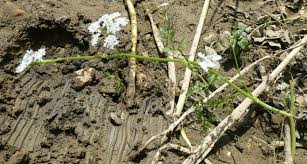 Attēlu rezultāti vaicājumam “Oenanthe aquatica flower”