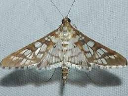 Attēlu rezultāti vaicājumam “Crambidae”