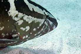 Image result for Epinephelus striatus