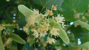 Attēlu rezultāti vaicājumam “Tilia amurensis”