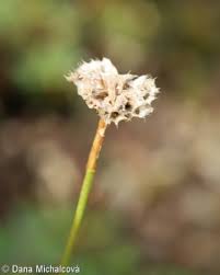 Attēlu rezultāti vaicājumam “Armeria vulgaris”