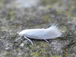 Attēlu rezultāti vaicājumam “Elachista argentella”