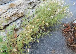 Attēlu rezultāti vaicājumam “Senecio viscosus fruit”