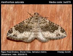 Attēlu rezultāti vaicājumam “Xanthorhoe designata”