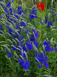 Attēlu rezultāti vaicājumam “Veronica austriaca subsp. teucrium leaf”