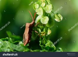 Attēlu rezultāti vaicājumam “Chlorochroa pinicola”