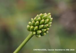 Attēlu rezultāti vaicājumam “Ranunculus flammula fruit”