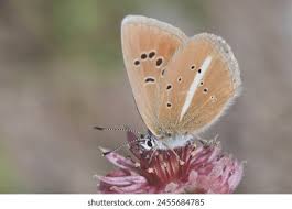 Attēlu rezultāti vaicājumam “Agrodiaetus damon”