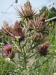 Image result for Ptilostemon afer