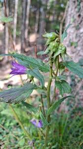 Image result for Campanula trachelium