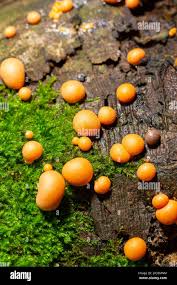 Attēlu rezultāti vaicājumam “Lycogala asperum young”