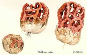Attēlu rezultāti vaicājumam “Clathrus ruber”