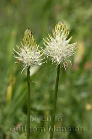 Attēlu rezultāti vaicājumam “Phyteuma spicatum bud”