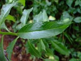 Attēlu rezultāti vaicājumam “Oenothera biennis leaf”