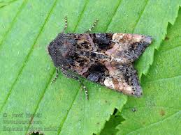 Attēlu rezultāti vaicājumam “Euplexia lucipara”