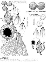 Attēlu rezultāti vaicājumam “Acaulon muticum”
