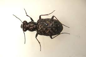 Attēlu rezultāti vaicājumam “Elaphrus cupreus”