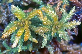 Attēlu rezultāti vaicājumam “Sphagnum papillosum”