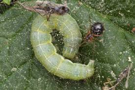 Attēlu rezultāti vaicājumam “Cosmia trapezina”