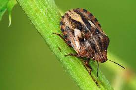 Attēlu rezultāti vaicājumam “Eurygaster testudinaria imago”