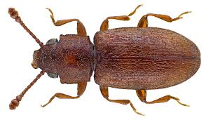 Attēlu rezultāti vaicājumam “Dendrophagus crenatus”