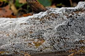 Attēlu rezultāti vaicājumam “Ceratiomyxa fruticulosa”