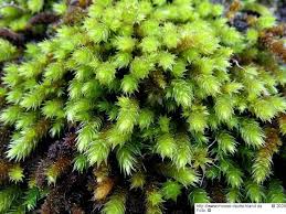 Attēlu rezultāti vaicājumam “Leucodon sciuroides”