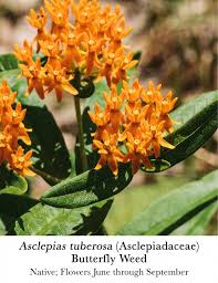 Attēlu rezultāti vaicājumam “Asclepiadaceae”