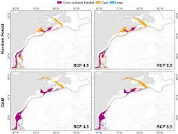 Image result for Vazella pourtalesii