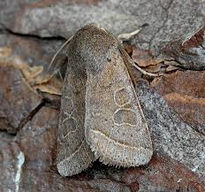 Attēlu rezultāti vaicājumam “Orthosia cerasi”