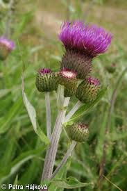 Attēlu rezultāti vaicājumam “Cirsium heterophyllum leaf”