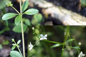 Attēlu rezultāti vaicājumam “Galium elongatum”