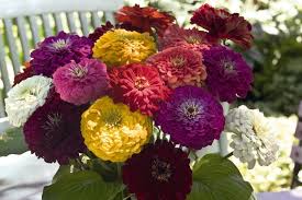 Image result for Zinnia elegans