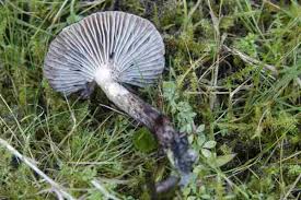 Attēlu rezultāti vaicājumam “Cantharellula umbonata”