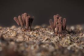 Attēlu rezultāti vaicājumam “Stemonitidaceae”