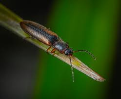 Attēlu rezultāti vaicājumam “Athous sp.”