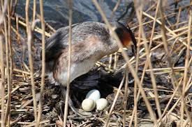 Attēlu rezultāti vaicājumam “Podiceps cristatus nest”
