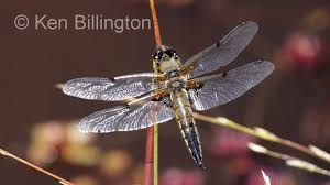Attēlu rezultāti vaicājumam “Libellula quadrimaculata larva”