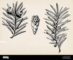Attēlu rezultāti vaicājumam “Taxus baccata bud”