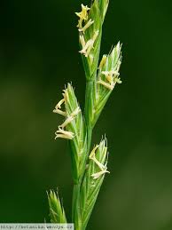 Attēlu rezultāti vaicājumam “Lolium perenne”