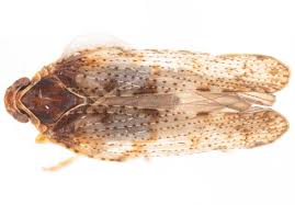 Attēlu rezultāti vaicājumam “Cixiidae”
