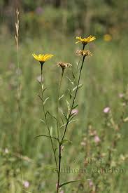 Image result for Buphthalmum salicifolium