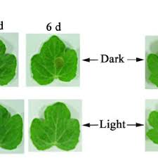 Attēlu rezultāti vaicājumam “Citrullus lanatus leaf”
