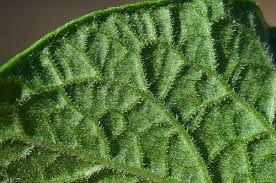 Attēlu rezultāti vaicājumam “Solanum tuberosum leaf”