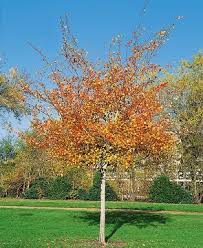 Attēlu rezultāti vaicājumam “Populus x berolinensis”