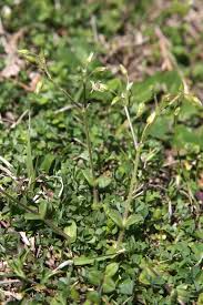 Attēlu rezultāti vaicājumam “Cerastium semidecandrum bud”