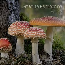 Attēlu rezultāti vaicājumam “Amanita pantherina”